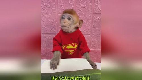 猴哥吃瓜了,揭秘娱乐圈最新热点事件