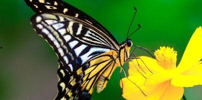 吃瓜事件背后的蝴蝶,揭秘网络舆论的微妙力量