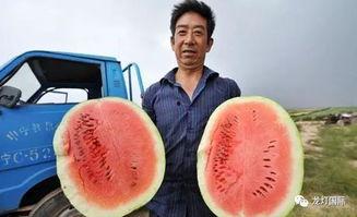 宁夏大瓜怎么吃,解锁美味新境界