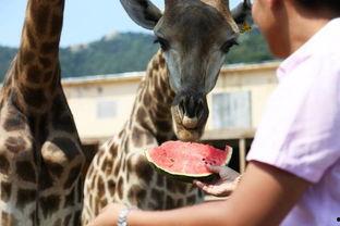 在线吃瓜的野狗,揭秘网络热议背后的真实故事