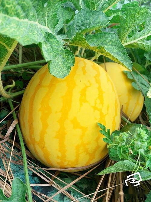 上市公司吃瓜,揭秘吃瓜群众的围观盛宴