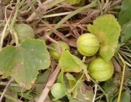 吃种子的野瓜图片,揭秘吃种子的神秘果实