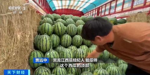 吃瓜群3226544,一场全民参与的娱乐盛宴