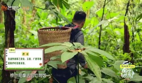 雨林吃瓜树枝,吃瓜树枝的神秘食客