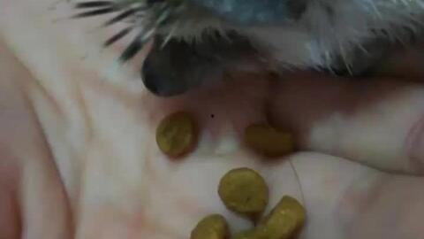 刺猬吃不吃小瓜,揭秘刺猬与小瓜的奇妙关系