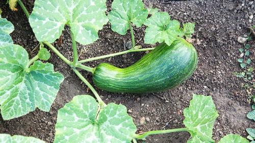 瓠瓜兔子可以吃,营养美味的健康选择