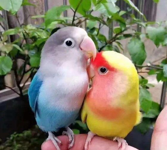 鹦鹉吃小梨瓜,小梨瓜的甜蜜诱惑