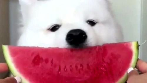 萨摩耶吃梨瓜好吗视频,萌态十足！