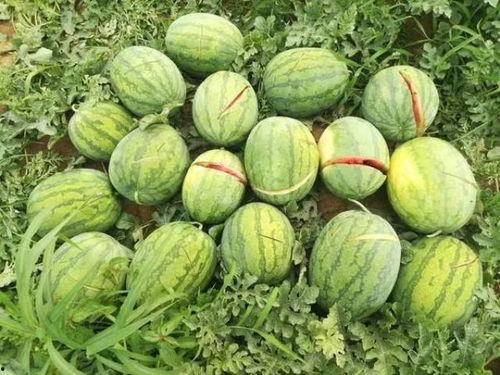 韩城吃瓜55万粉丝,粉丝突破55万，揭秘网红美食背后的故事