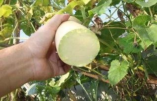 楼下大爷吃砍瓜,夏日里的清凉美食之旅