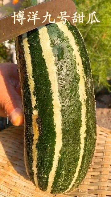 瓜不熟可以吃么,能否食用？揭秘成熟瓜果的食用标准